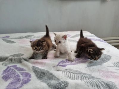 Лот: 20564442. Фото: 1. Котята. Кошки, котята