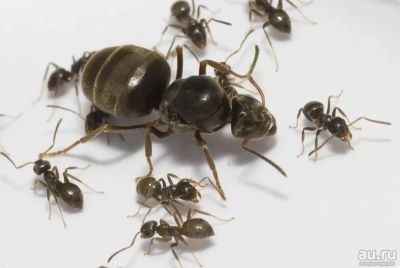 Лот: 17155623. Фото: 1. Муравьи Lasius Niger 2020 года... Остальные животные