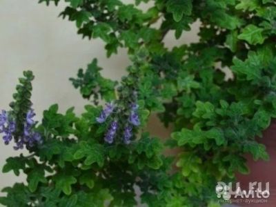 Лот: 8535344. Фото: 1. Плектрантус " Venteri " ( дуболистный... Горшечные растения и комнатные цветы
