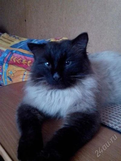 Лот: 2723732. Фото: 1. Шикарный котик ищет хозяина!!!. Кошки, котята