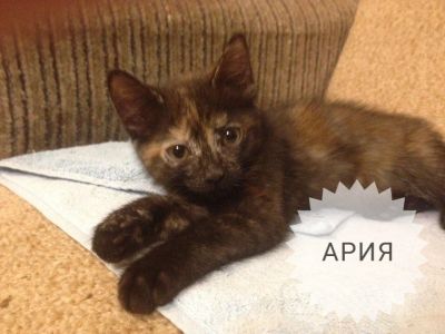 Лот: 10459898. Фото: 1. Девчушка-мурлыка. Кошки, котята