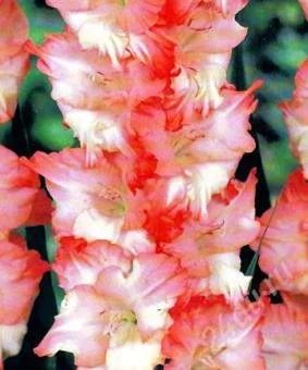 Лот: 2533133. Фото: 1. Гладиолус Pink Lady крупноцветковый. Другое (семена, рассада, садовые растения)