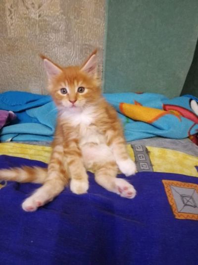 Лот: 11714471. Фото: 1. Рыжий котенок мейн-кун мальчишка. Кошки, котята