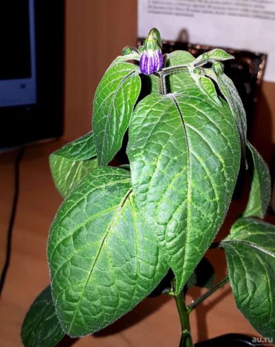 Лот: 13683016. Фото: 1. Rocoto Giant. Острый сорт перца... Овощи
