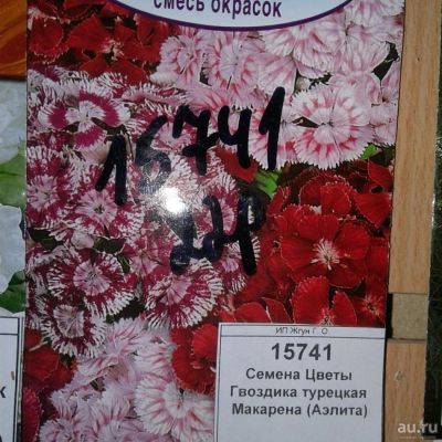 Лот: 9118423. Фото: 1. Семена / Цветы / Гвоздика турецкая... Садовые цветы