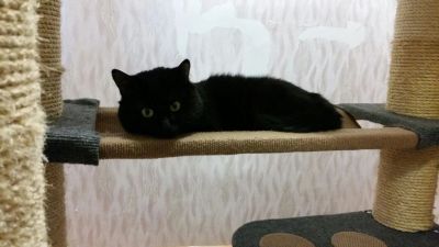 Лот: 7048165. Фото: 1. Когтеточка, игровой домик для... Домики, переноски, клетки, когтеточки