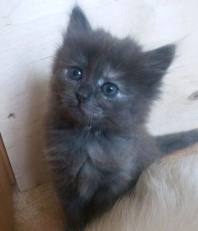 Лот: 7774373. Фото: 1. отдам котенка, девочка. Кошки, котята