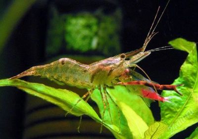 Лот: 2355445. Фото: 1. Кольцерукая креветка Macrobrachium... Моллюски, ракообразные, кораллы
