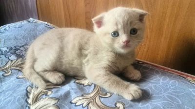 Лот: 11601271. Фото: 1. Шотландский вислоухий котик. родился... Кошки, котята