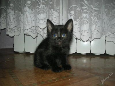 Лот: 1282089. Фото: 1. Отдам очаровательную девочку в... Кошки, котята