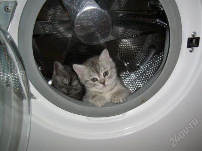 Лот: 694183. Фото: 1. Шотландские котятки. Остальные животные
