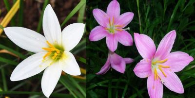 Лот: 10875832. Фото: 1. Зефирантес (белый+розовый). Горшечные растения и комнатные цветы