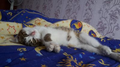 Лот: 4384451. Фото: 1. Пушистое счастье. Кошки, котята