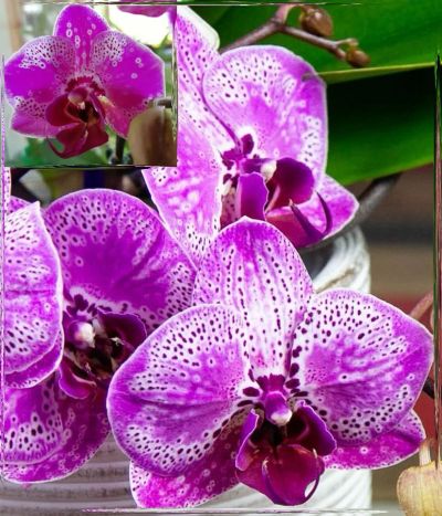 Лот: 21444212. Фото: 1. Орхидея фаленопсис "Ox-Happy-Girl... Горшечные растения и комнатные цветы