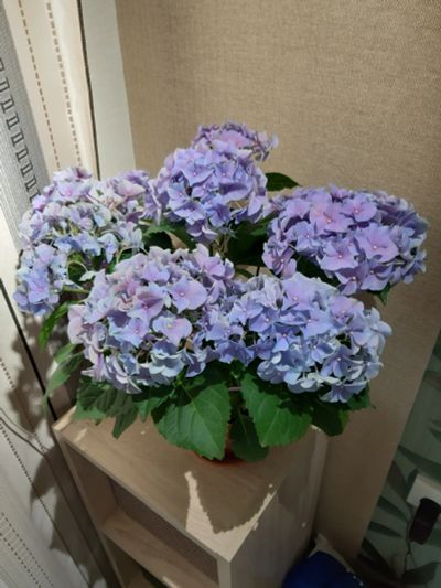 Лот: 13841134. Фото: 1. Цветущая гортензия. Свежие цветы