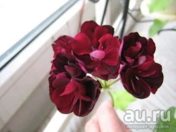 Лот: 9446206. Фото: 1. пеларгония плющелистная tomgirl. Горшечные растения и комнатные цветы