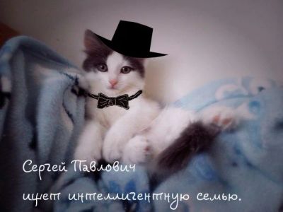 Лот: 3532559. Фото: 1. Сергей Палыч. Подарки на Новый год