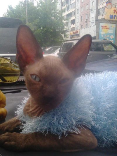 Лот: 3184254. Фото: 1. продам котенка донского сфинкса. Кошки, котята
