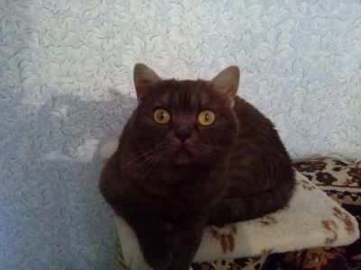 Лот: 4140674. Фото: 1. шотландская кошка. Кошки, котята