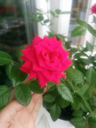 Лот: 12090769. Фото: 1. Роза миниатюрная, укорен.черенок. Горшечные растения и комнатные цветы