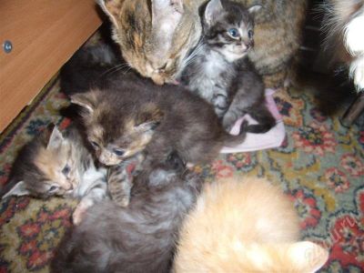 Лот: 452880. Фото: 1. котята!. Остальные животные