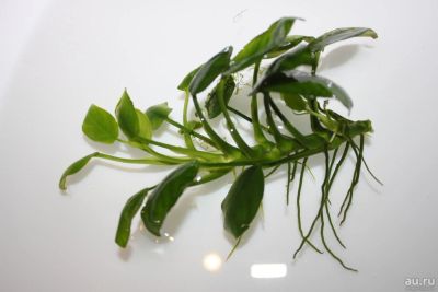 Лот: 9020408. Фото: 1. Анубиас Бартера Нана Anubias Barteri... Водные растения