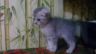 Лот: 5518187. Фото: 1. Вислоухий котёнок (мальчик). Кошки, котята