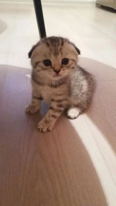 Лот: 6703157. Фото: 1. Шотландская Вислоухая девочка. Кошки, котята