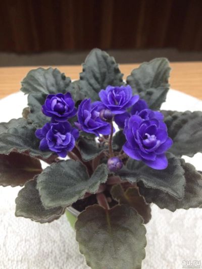 Лот: 9119347. Фото: 1. Фиалка Ness Crinkle Blue. Горшечные растения и комнатные цветы