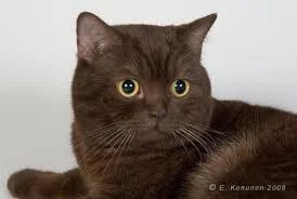 Лот: 6341898. Фото: 1. британский котенок (девочка) 4... Кошки, котята