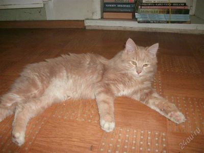 Лот: 1777275. Фото: 1. курильский бобтейл. Кошки, котята