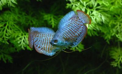 Лот: 6378824. Фото: 1. Лялиус неоновый (Neon Colisa lalia... Рыбки
