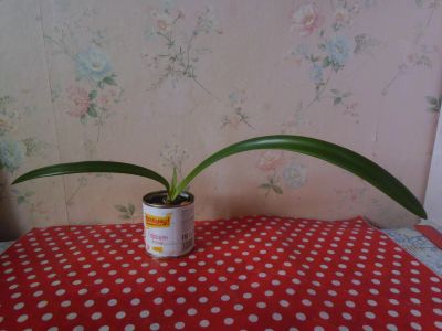 Лот: 21056807. Фото: 1. Растение комнатное Амариллис. Горшечные растения и комнатные цветы