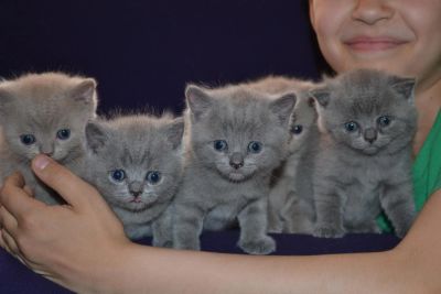 Лот: 4129741. Фото: 1. Продам шотландских котят. Кошки, котята