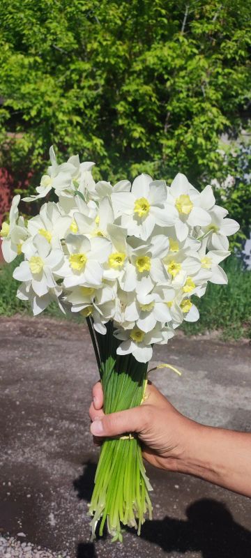 Лот: 22463513. Фото: 1. Букет нарциссов 100 шт. Свежие цветы
