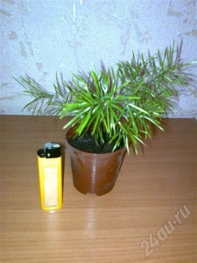 Лот: 396357. Фото: 1. Аспарагус молодой, пушистенький. Горшечные растения и комнатные цветы