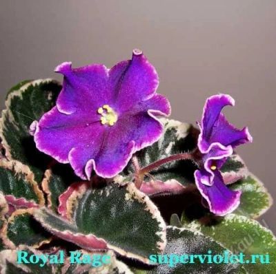 Лот: 1351450. Фото: 1. лист фиалки Royal Rage. Горшечные растения и комнатные цветы