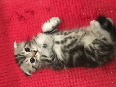 Лот: 7304278. Фото: 1. Шотландский котенок. Кошки, котята