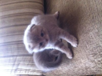 Лот: 5658044. Фото: 1. Котёнок. Кошки, котята