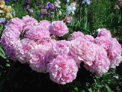 Лот: 11118788. Фото: 1. Пион Sarah Bernhardt. Садовые цветы