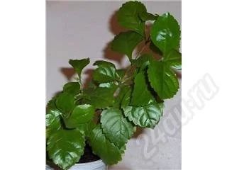 Лот: 413158. Фото: 1. Дуранта. Горшечные растения и комнатные цветы