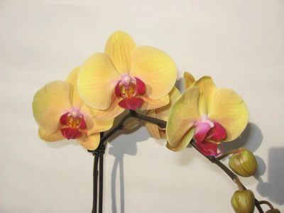 Лот: 4256213. Фото: 1. орхидея фаленопсис С4( отцвела... Горшечные растения и комнатные цветы