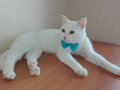 Лот: 7110920. Фото: 1. Белый кот Помбир. Кошки, котята