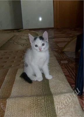Лот: 1376175. Фото: 1. Котята!!!. Кошки, котята