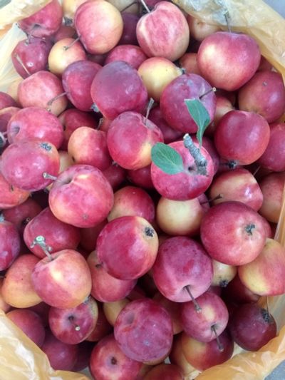 Лот: 16640312. Фото: 1. Вкуснющие ранетки - 15 литров. Овощи, фрукты, зелень