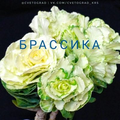 Лот: 6892654. Фото: 1. Цветы .Брассика. Доставка цветов... Свежие цветы