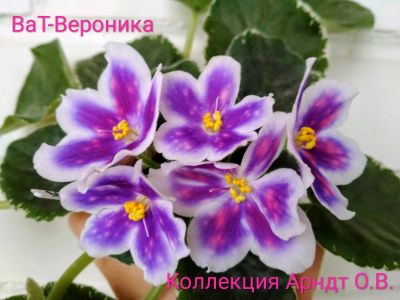Лот: 11660133. Фото: 1. Фиалка ВАТ-Вероника, лист. Горшечные растения и комнатные цветы