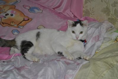 Лот: 10632675. Фото: 1. Молодой котик Мячик в хорошие... Кошки, котята