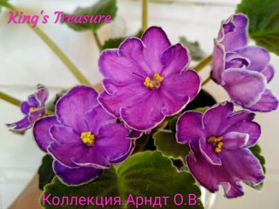 Лот: 7818028. Фото: 1. Фиалка King's treasure - лист. Горшечные растения и комнатные цветы