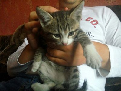 Лот: 7761643. Фото: 1. Котик ищет дом!. Кошки, котята